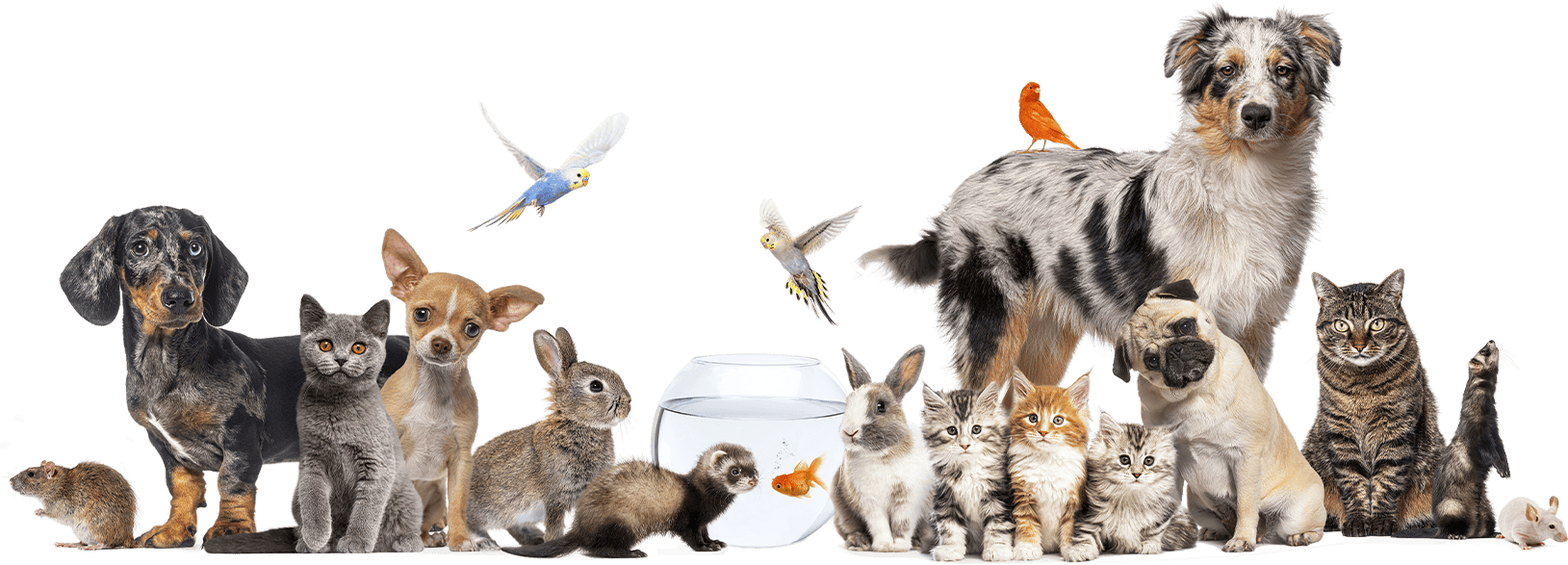 animals